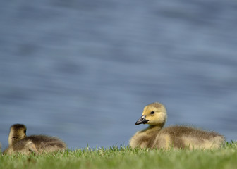 Canada Goose Goslings