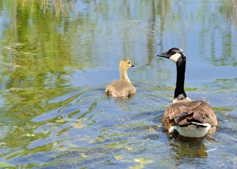 Canada Goose Gosling