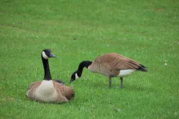 Canada Geese