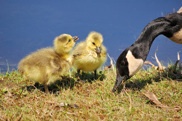Canada Goose Goslings