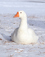 White Goose