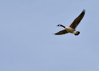 Canada Goose In Flight