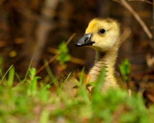 Canada Goose Gosling