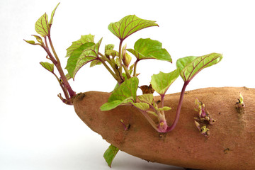Sweet potato isolated on white background.