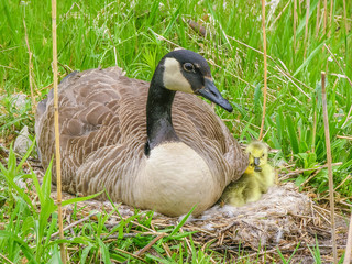 Canada Goose Nest