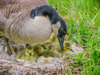 Canada Goose Nest © brm1949
