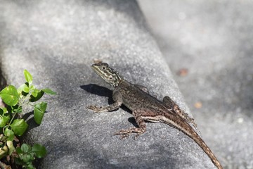 Lizard - Fairchild Gardens