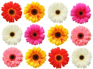 Papier Peint photo Lavable Gerbera Colorful gerbera on white background isolated