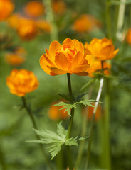 Trollius asiaticus