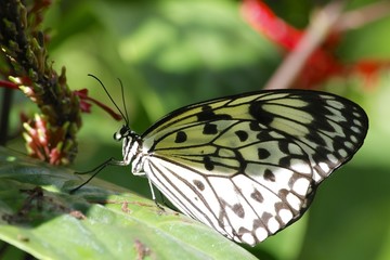 Paperkite butterfly - Fairchild gardens