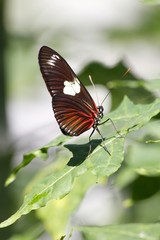 Fototapeta na wymiar Doris Longwing butterfly - fairchild gardens