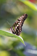 Large striped swordtail butterfly