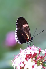 Obraz na płótnie Canvas Heliconius melpomene - Postman Butterfly