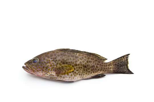 Fresh areolate grouper (epinephelus areolatus) fish .