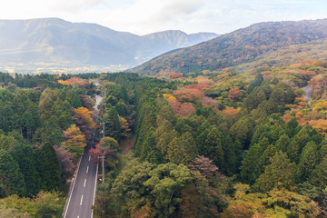 Top view of beautiful forest of autumn leaves.