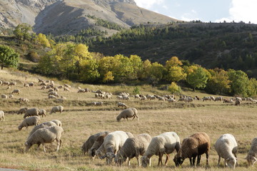 Saison Berger, Alpes de hautes Provence