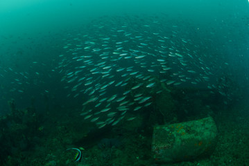 Boat wreck, schooling fishes in Ambon, Maluku underwater