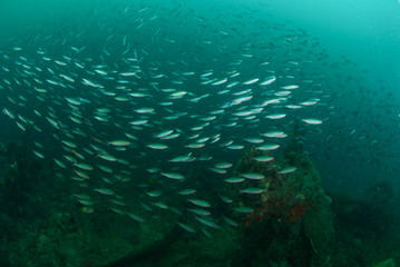 Fototapeta na wymiar Boat wreck, schooling fishes in Ambon, Maluku underwater