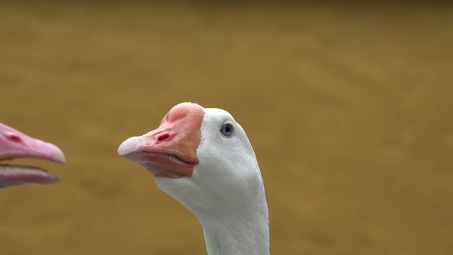 Geese, Birds, Animals, Nature, Wildlife
