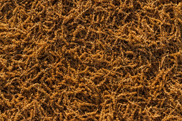 Tree Seed Texture.tif