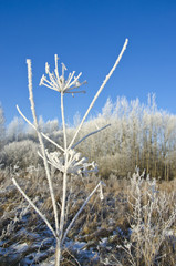 frozen wild plant covered hoarfrost rime