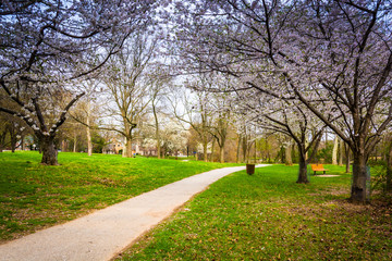 Cherry blossoms along a path at Wilde Lake Park in Columbia, Mar