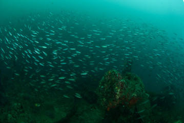 Obraz premium Boat wreck, schooling fishes in Ambon, Maluku underwater
