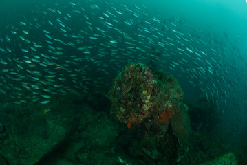 Boat wreck, schooling fishes in Ambon, Maluku underwater