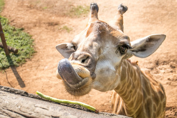 Close up shot of young cute giraffe