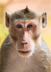 Close-up of Monkey (Crab-eating macaque) in Thailand
