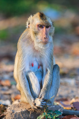 Monkey (Crab-eating macaque) sitting on the stone in Thailand