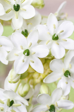 Spring background with arabian star flower (ornithogalum arabicu