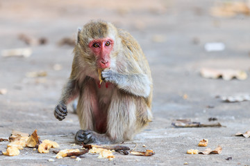 Obraz premium Monkey (Crab-eating macaque) eating banana in Thailand