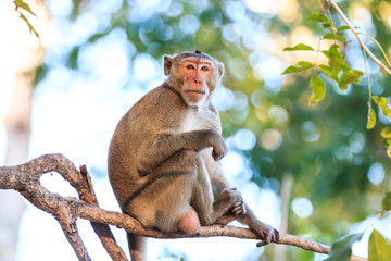 Fototapeta premium Monkey (Crab-eating macaque) on tree in Thailand