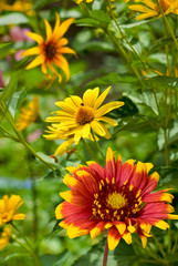 image of flowers in the garden closeup