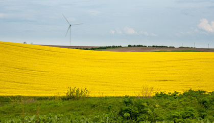 Rapeseed fields