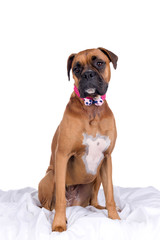 boxer dog with pink head band and bow