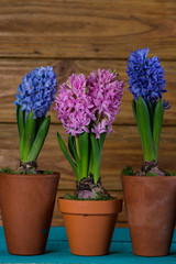 Group of fresh bulb spring flowers in ceramic pot