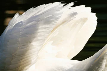 Abwaschbare Fototapete Schwan Beautiful swan