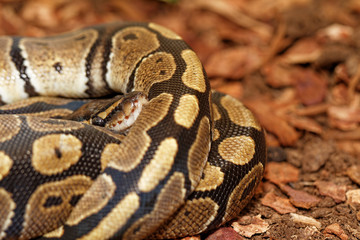 Ball Python (Python regius)