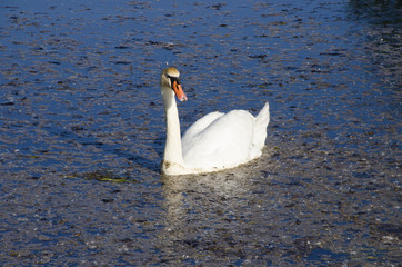 swan
