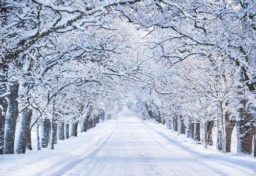 Fototapeta Leśna aleja w śnieżny poranek ścienna