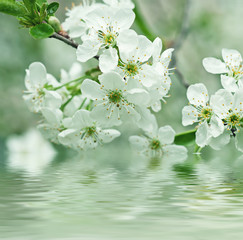 Cherry flowers