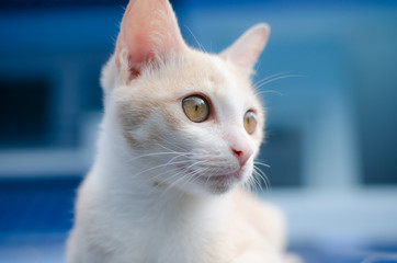 White cat