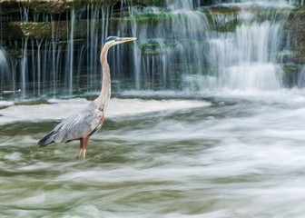 Great Blue Heron