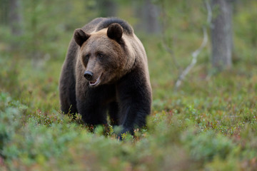 Fototapeta na wymiar Bear walking in forest