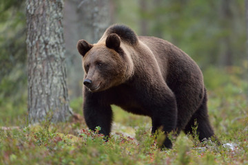 Fototapeta na wymiar Bear walking in forest