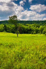 Meadow and trees at Canaan Valley State Park, West Virginia.