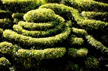 Dwarf shrubs, decorative patterns. outdoor in sunlight