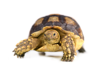 turtle isolated on white background